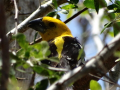 Pheucticus chrysopeplus