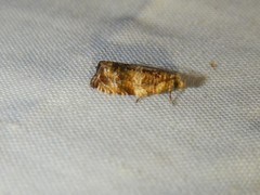 Olethreutes olivaceana