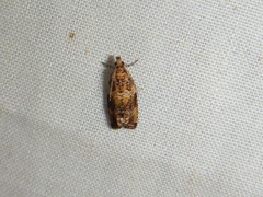 Olethreutes olivaceana