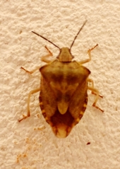 Carpocoris purpureipennis