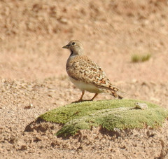 Thinocorus rumicivorus