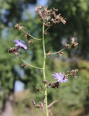 Lactuca tatarica