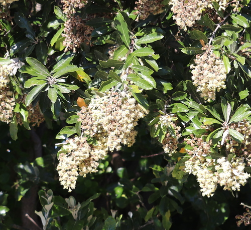 Brachylaena discolor