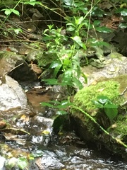 Lysichiton americanus