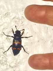 Nicrophorus investigator