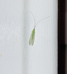 Ceraeochrysa lineaticornis