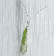 Ceraeochrysa lineaticornis