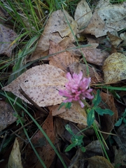 Trifolium pratense