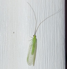 Ceraeochrysa lineaticornis