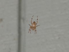 Araneus diadematus