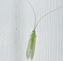 Ceraeochrysa lineaticornis