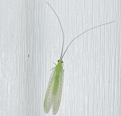 Ceraeochrysa lineaticornis