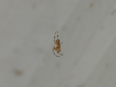 Araneus diadematus