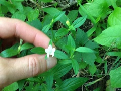 Spigelia