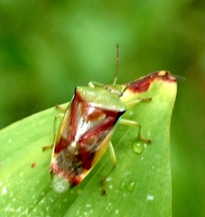 Elasmostethus interstinctus