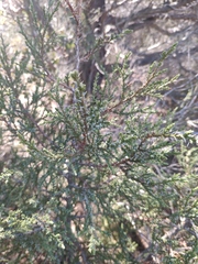 Juniperus foetidissima