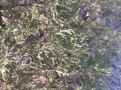 Juniperus foetidissima