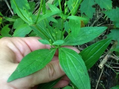Spigelia