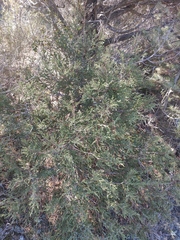 Juniperus foetidissima