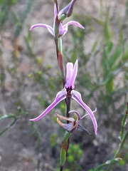 Disa biflora