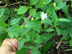 Spigelia