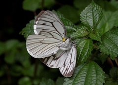 Pieris extensa