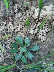 Disa biflora