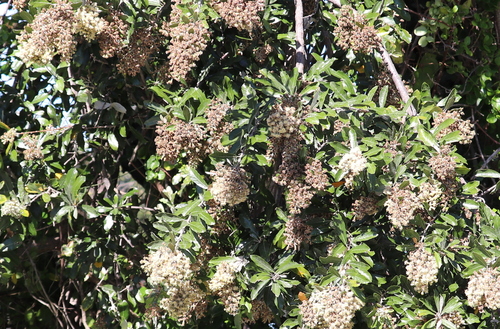 Brachylaena discolor