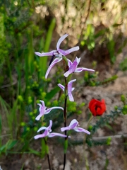 Disa biflora