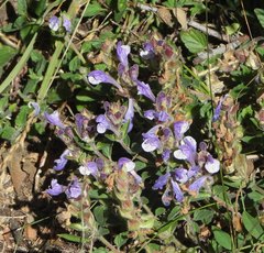 Scutellaria alpina