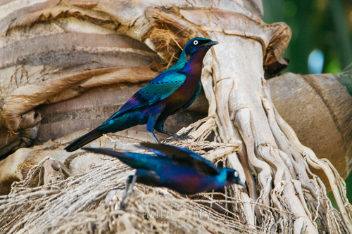 Splendid Starling