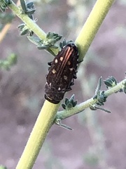 Chrysobothris octocola