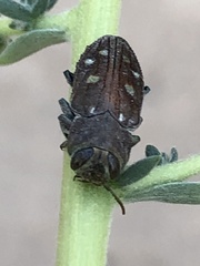 Chrysobothris octocola