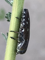 Chrysobothris octocola