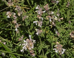 Nepeta nepetella