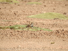 Thinocorus rumicivorus