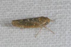 Athysanini