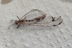 Dendroleon pantherinus