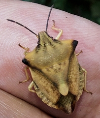 Carpocoris fuscispinus