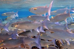 Crenimugil crenilabis