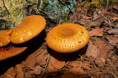 Tapinellaceae
