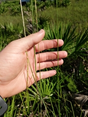 Schizachyrium stoloniferum