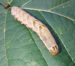 Melanchra persicariae