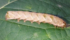Melanchra persicariae