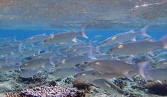 Crenimugil crenilabis