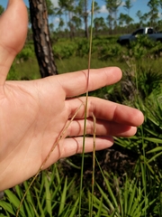Schizachyrium stoloniferum
