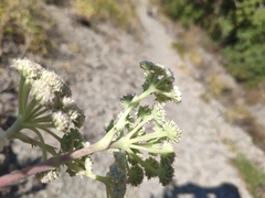 Seseli ponticum