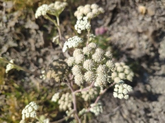 Seseli ponticum