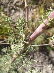 Seseli ponticum