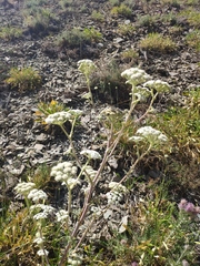 Seseli ponticum